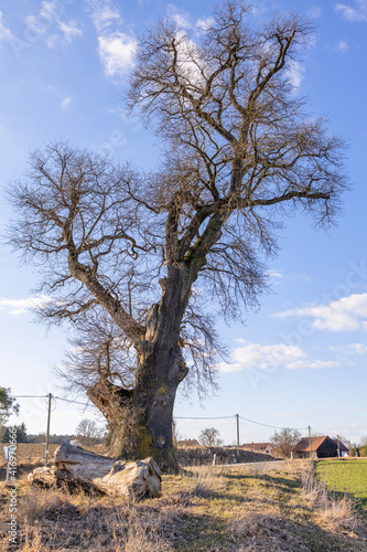 100 year old oak tree