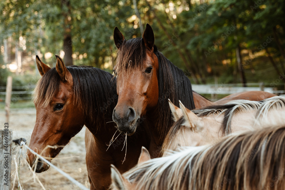 Fototapeta premium Les cheveux du centre équestre
