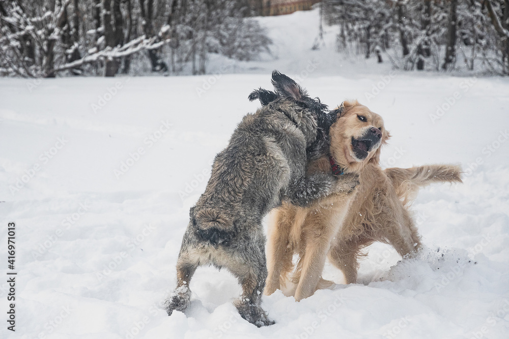 Dog are playing in the snow