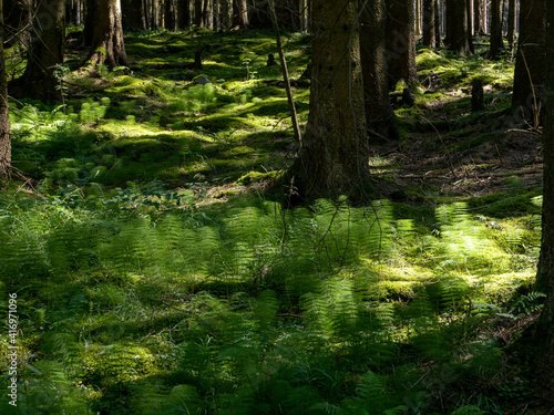 Ackerschachtelhalme im Unterholz © Francesco