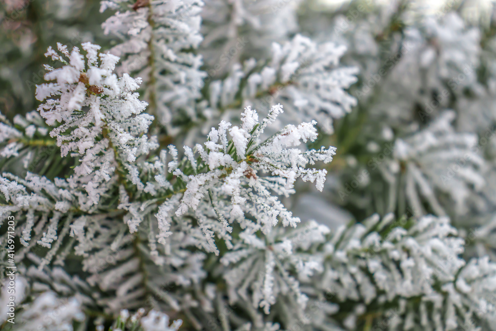 Coniferous tree branches in hoarfrost close-up winter new year mood
