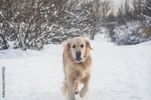 Golden Retriever dog on the snow