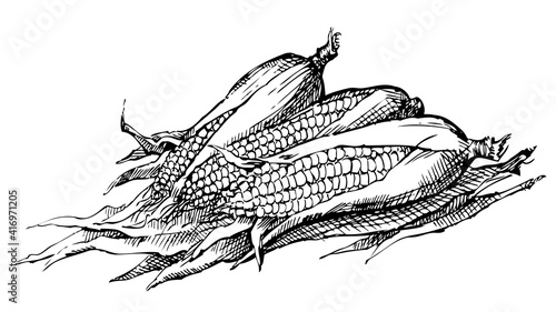 Vector still life. Sketch of the harvest of corn cobs