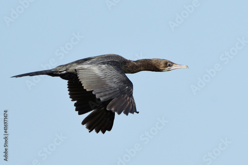 Cormorant Bird Is Flying Under The Blue Sky