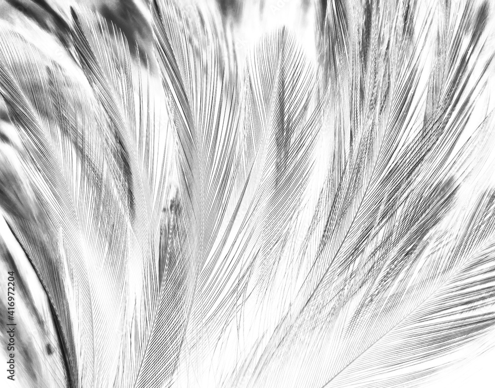 Beautiful abstract black feathers on white background and soft white ...