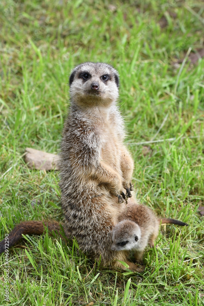 meerkat mother and pup at the Sofia, Bulgaria Zoo meerkat mother and pup at the Sofia, Bulgaria Zoo