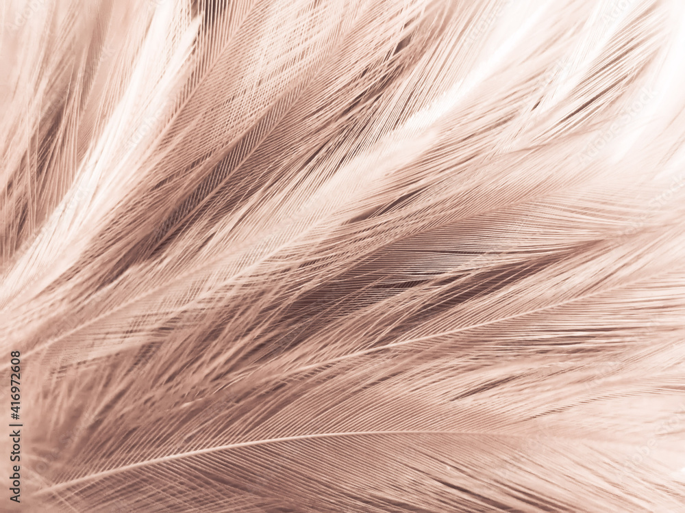 Beautiful abstract white and brown feathers on black background, soft yellow feather texture on white pattern and yellow background, feather background, gold feathers banners Beautiful abstract white and brown feathers on black background, soft yellow feather texture on white pattern and yellow background, feather background, gold feathers banners