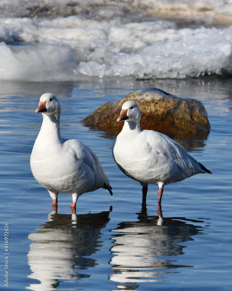 Pair of Snow geese standing in water beside frozen shore line Pair of Snow geese standing in water beside frozen shore line