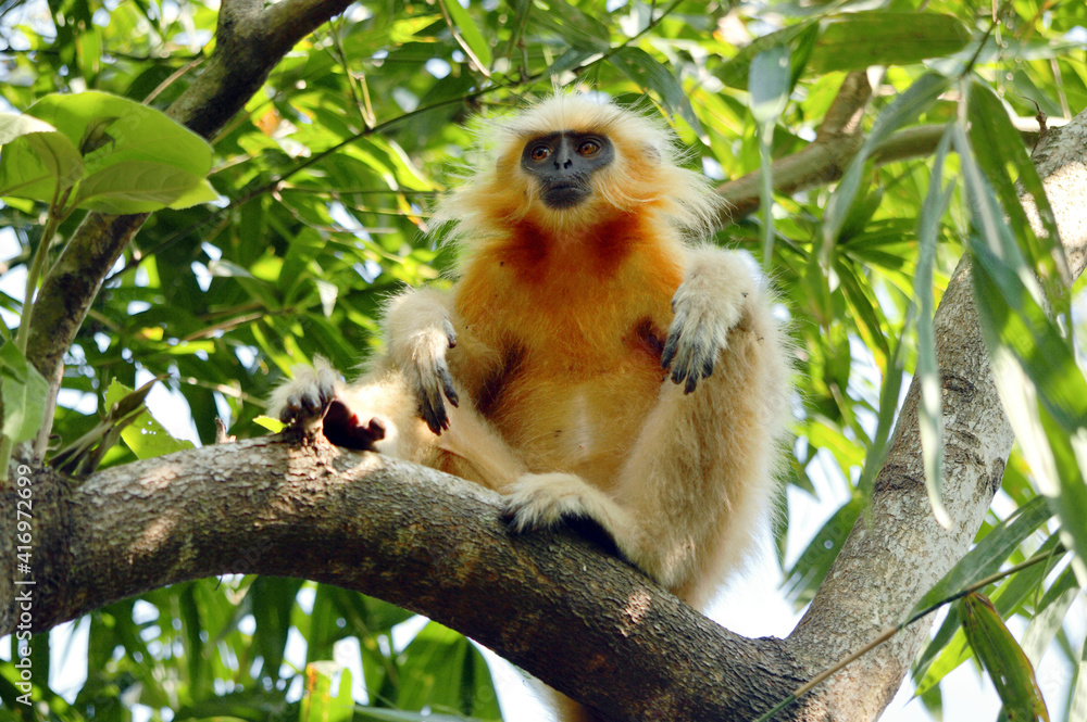 Fototapeta premium Golden Langur Is Sitting On A Tree Branch