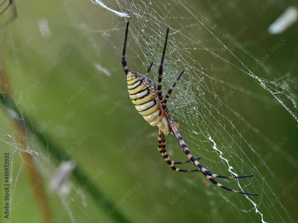 Spider Argiope Trifasciata, in its web, early in the morning, in the place of the black cave, Xativa, Spain.