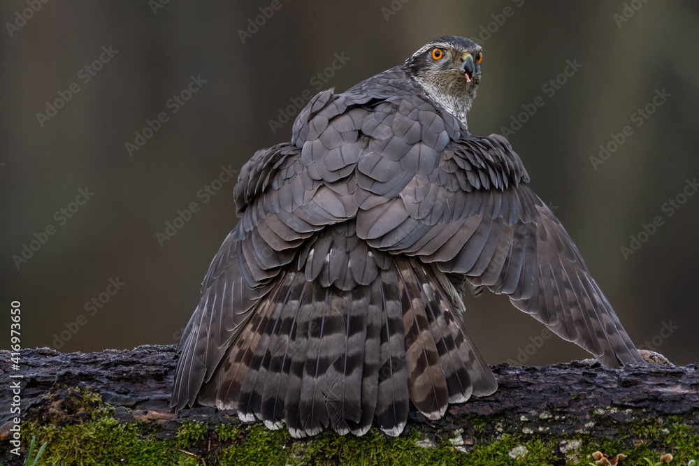 Naklejka premium Hawk on meadow.