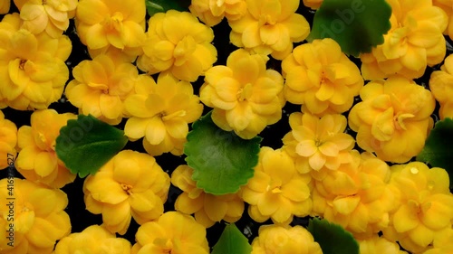 Flowers. Top view of yellow flowers and green leaf on water background loop. Beautiful kalanchoe blossom flower heads floating. 