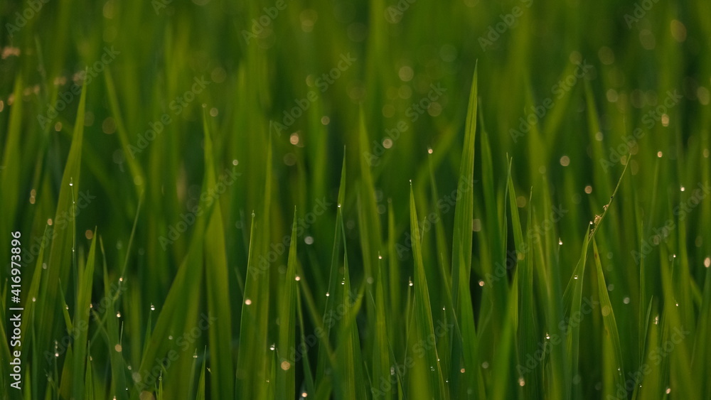 Obraz premium Rice plant dehydration