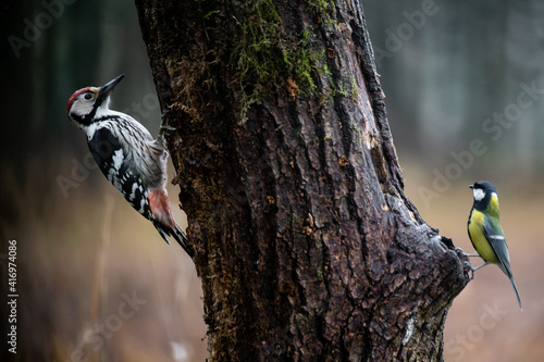 White-backed woodpecker and Great tit