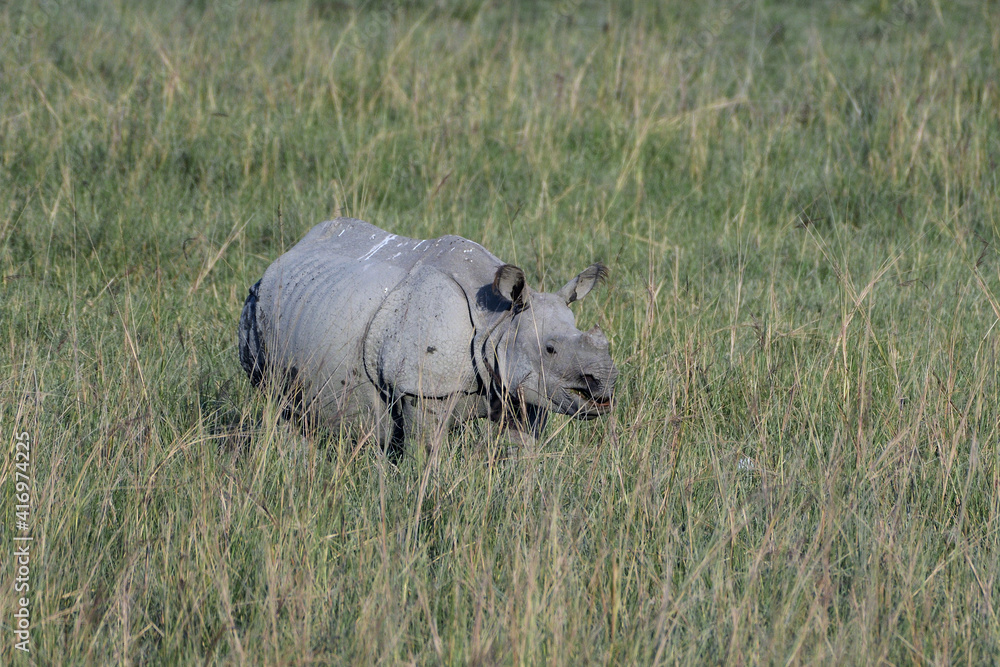 Greater one horned rhino is grazing in the field Greater one horned rhino is grazing in the field