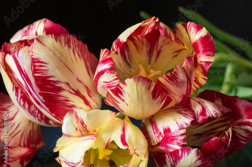 Canvastavla Beautiful flower tulip with blue reflection in glass