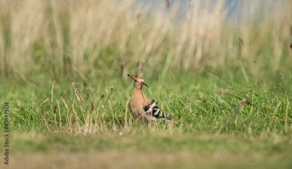 Hoopoe, close up, looking for food on the grass, next to a beach in Scotland in the Autumn. Hoopoe, close up, looking for food on the grass, next to a beach in Scotland in the Autumn.