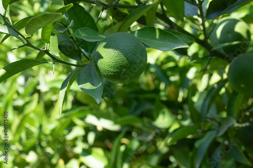 Green mandarines on the edge of branches of a tree