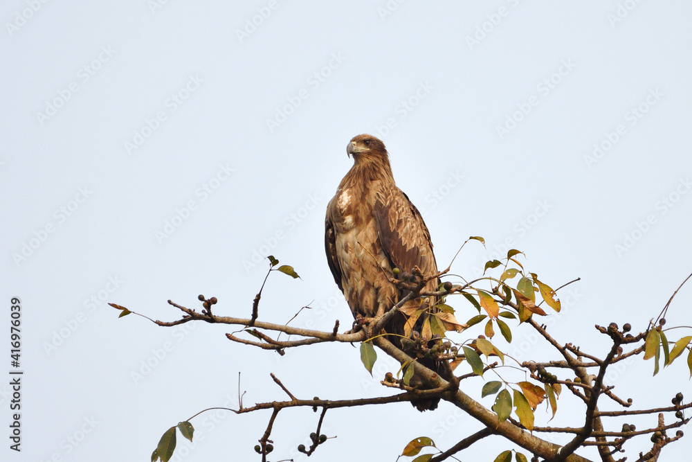 Pallas's Fish Eagle Is Sitting On The Branch Of A Tree Pallas's Fish Eagle Is Sitting On The Branch Of A Tree