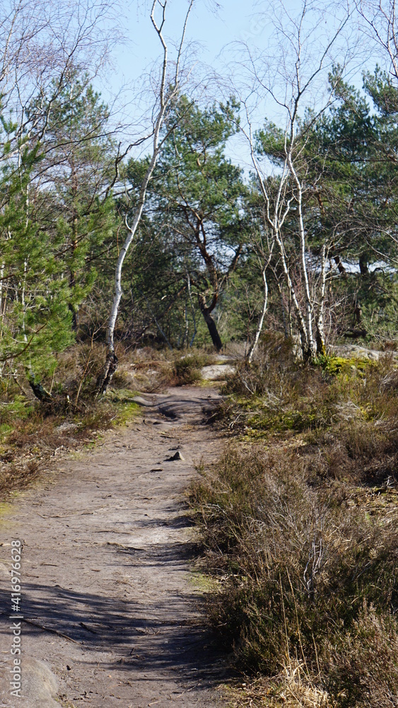Chemin sablonneux forêt de Fontainebleau - France Chemin sablonneux forêt de Fontainebleau - France