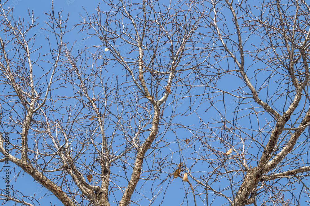 Obraz premium Dry branches of a fruit tree against the sky.