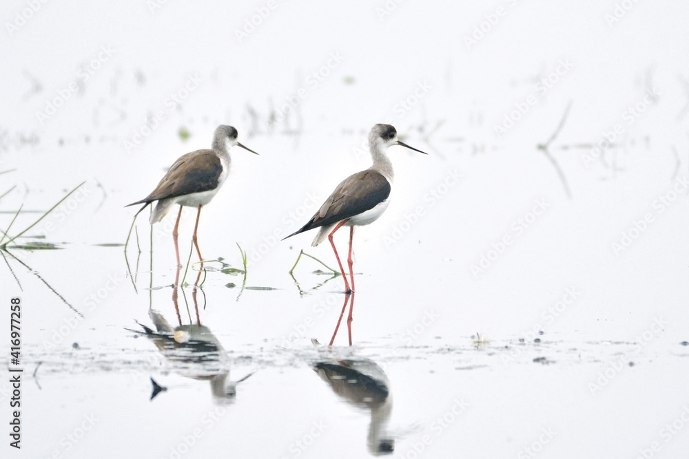 Obraz premium Stilt Birds Are Standing On The Wetland