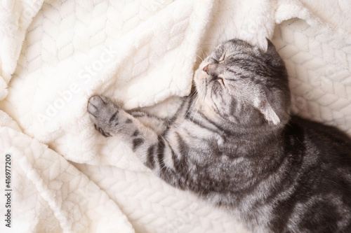 The gray Scottish fold cat lies wrapped in a warm beige plaid. Cozy cute warm home concept with a pet photo