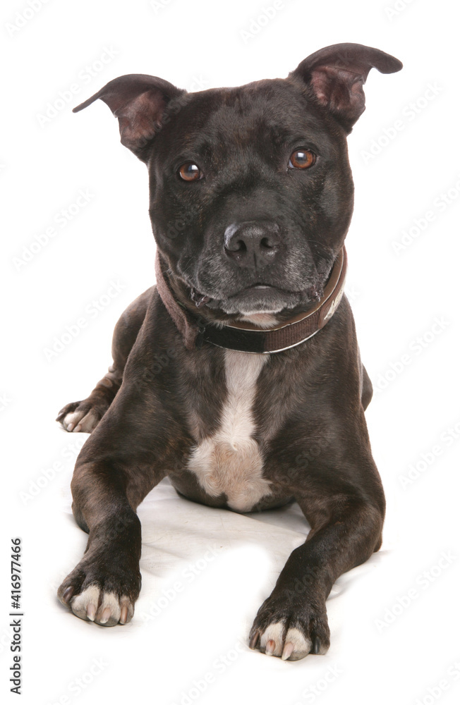Staffordshire bull terrier Staffordshire bull terrier