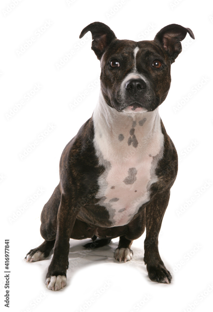 Staffordshire bull terrier