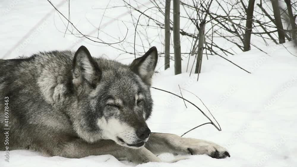 wolf in the snow wolf in the snow