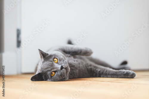 Canvas Print British cat lying on the floor at home
