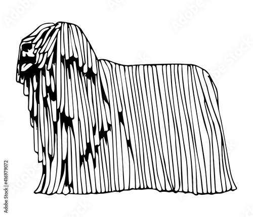 Vector silhouette of hungarian sheepdog komondor in black and wite colors. Hand drawn, highy detailed. For advertise, web design, prints, pet shops, pedigree