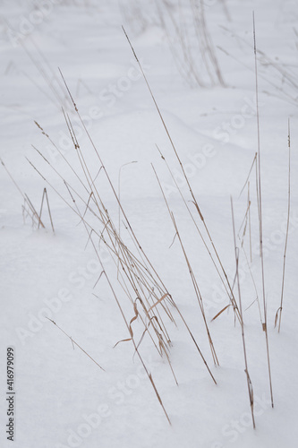 dry herbage on snow covered pattern
