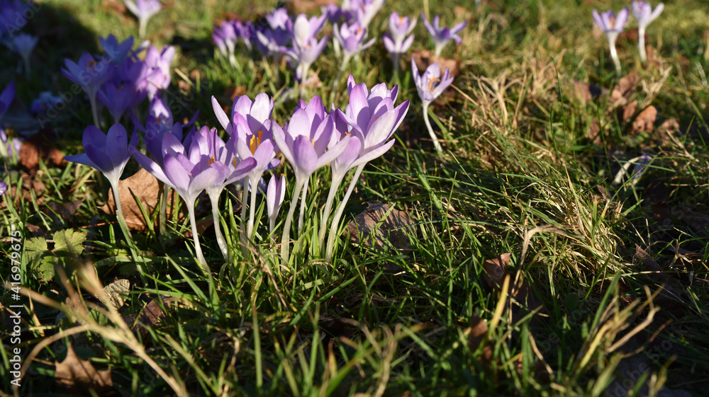 Fototapeta premium Krokus