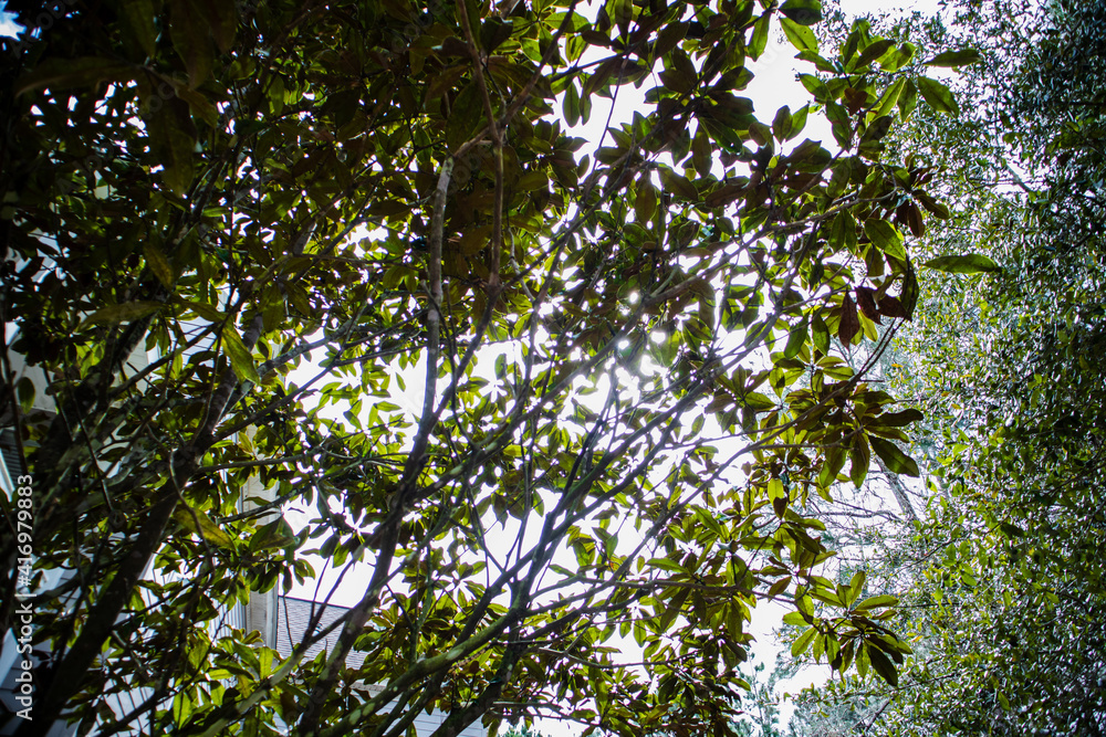 Obraz premium leaves and sun