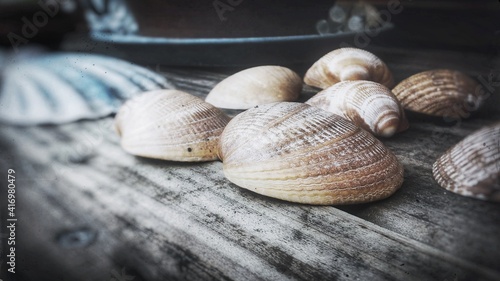 seashells on the table