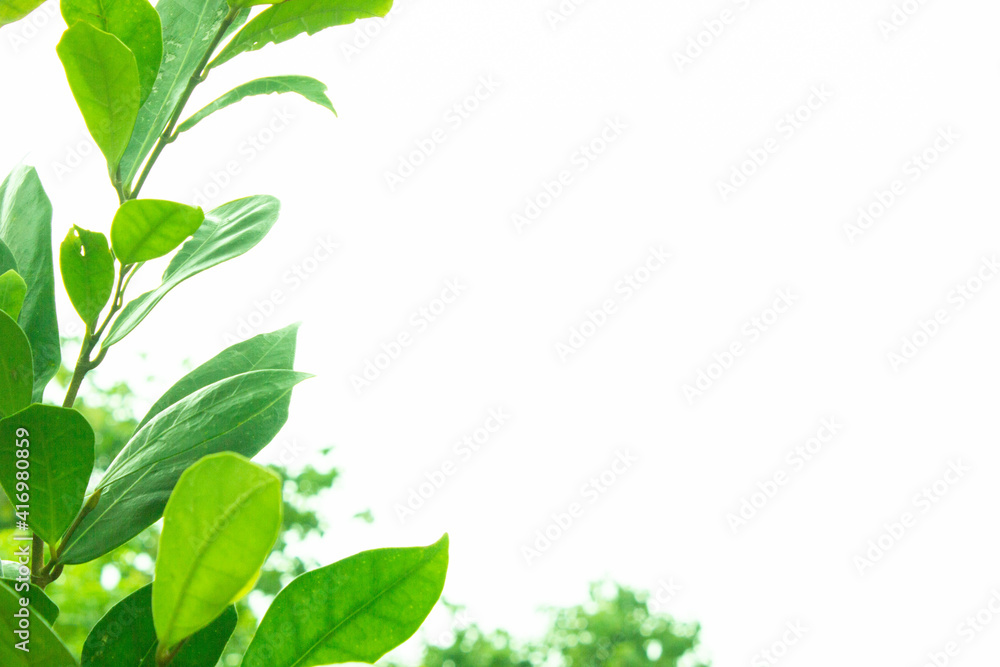 green leaves frame green leaves frame
