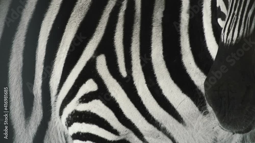 beautiful zebra skin