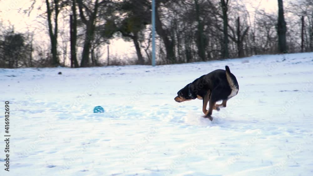 Side view of black and tan dog running playfully to blue toy, catching it and turning towards camera. Purebred australian working kelpie. Winter, slow motion. Side view of black and tan dog running playfully to blue toy, catching it and turning towards camera. Purebred australian working kelpie. Winter, slow motion.