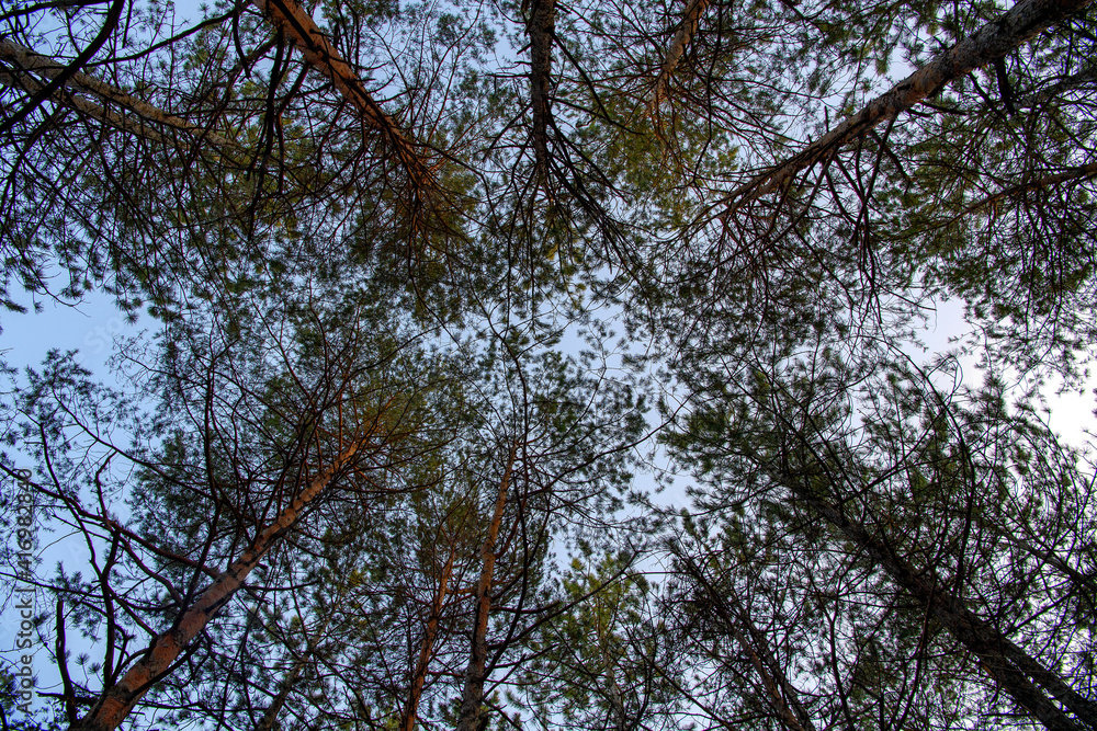 Fototapeta premium Foresta