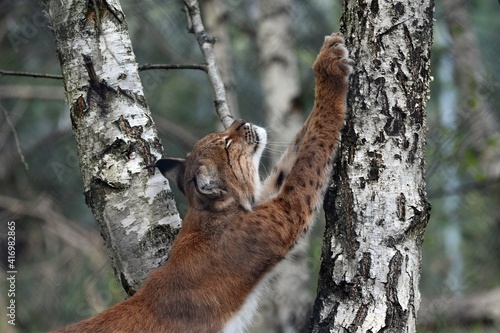 Fototapeta Naklejka Na Ścianę i Meble -  Oszczyc pazury.