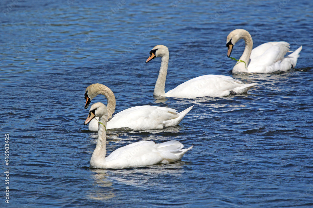 Swans on the River Teign