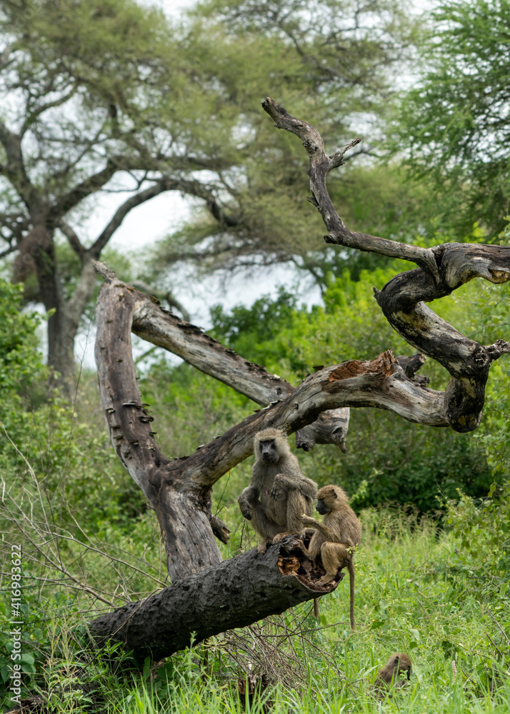 The olive baboon family (Papio anubis) in Tarangire National Park, Tanzania The olive baboon family (Papio anubis) in Tarangire National Park, Tanzania