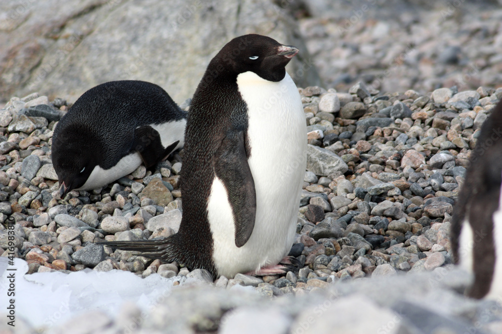 Fototapeta premium Adelie penguin on the shore close-up in the Antarctica