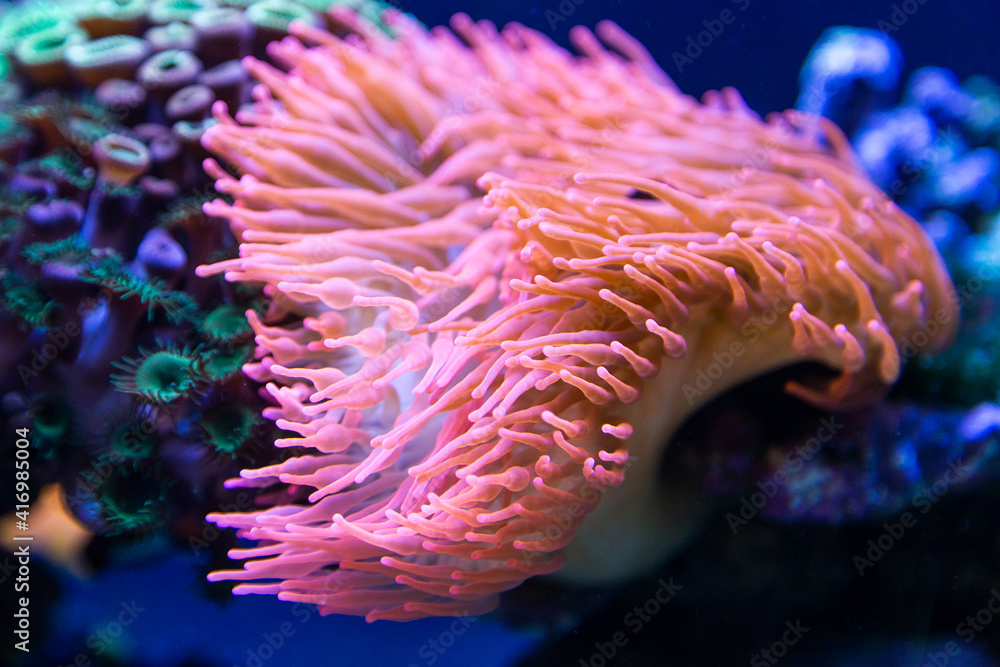 Obraz premium Coral reef