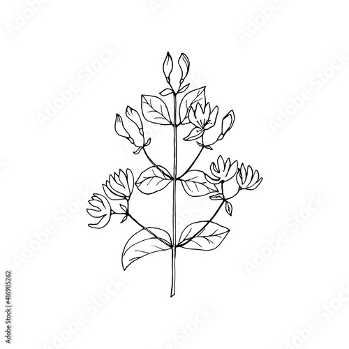 Honeysuckle branch with flowers drawing in black outline with white fill. Vector illustration for design, directory, postcards, manual, invitations, posters.