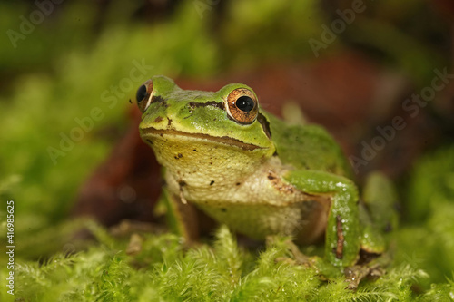 Frontal closeup of a green Pacific treefrog , Pseudacris regilla