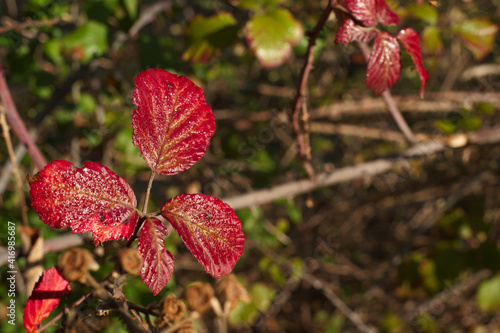 liście jerzyna makro zieleń czerwień