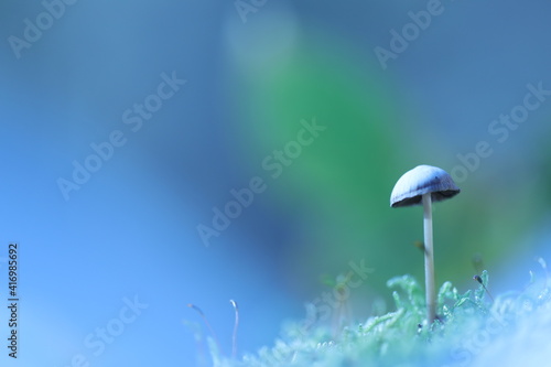 Champignon blanc sur fond bleu