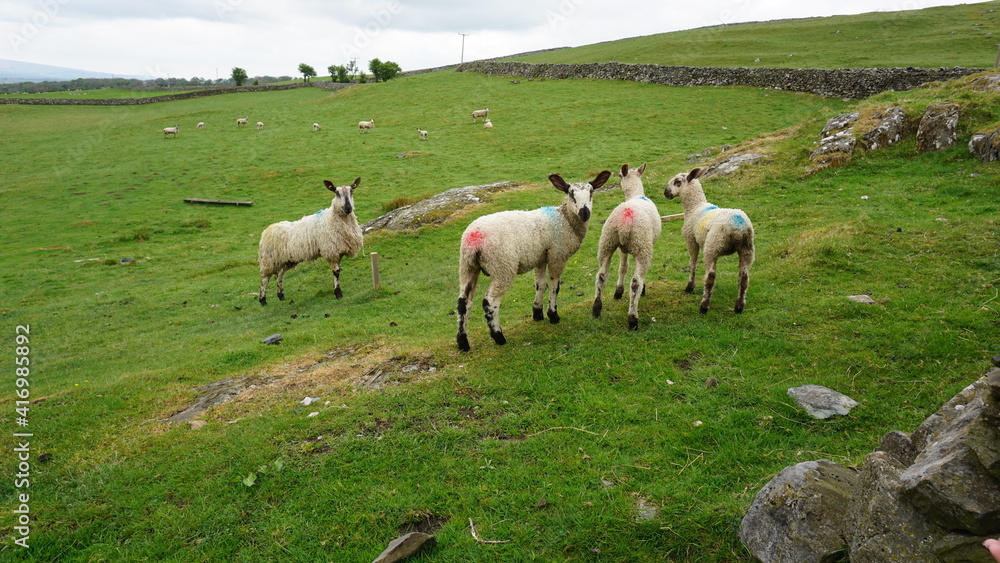 Fototapeta premium herd of sheep